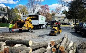 How Our Tree Care Process Works  in  Quartz Hill, CA