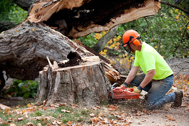 Leaf Removal in Quartz Hill, CA